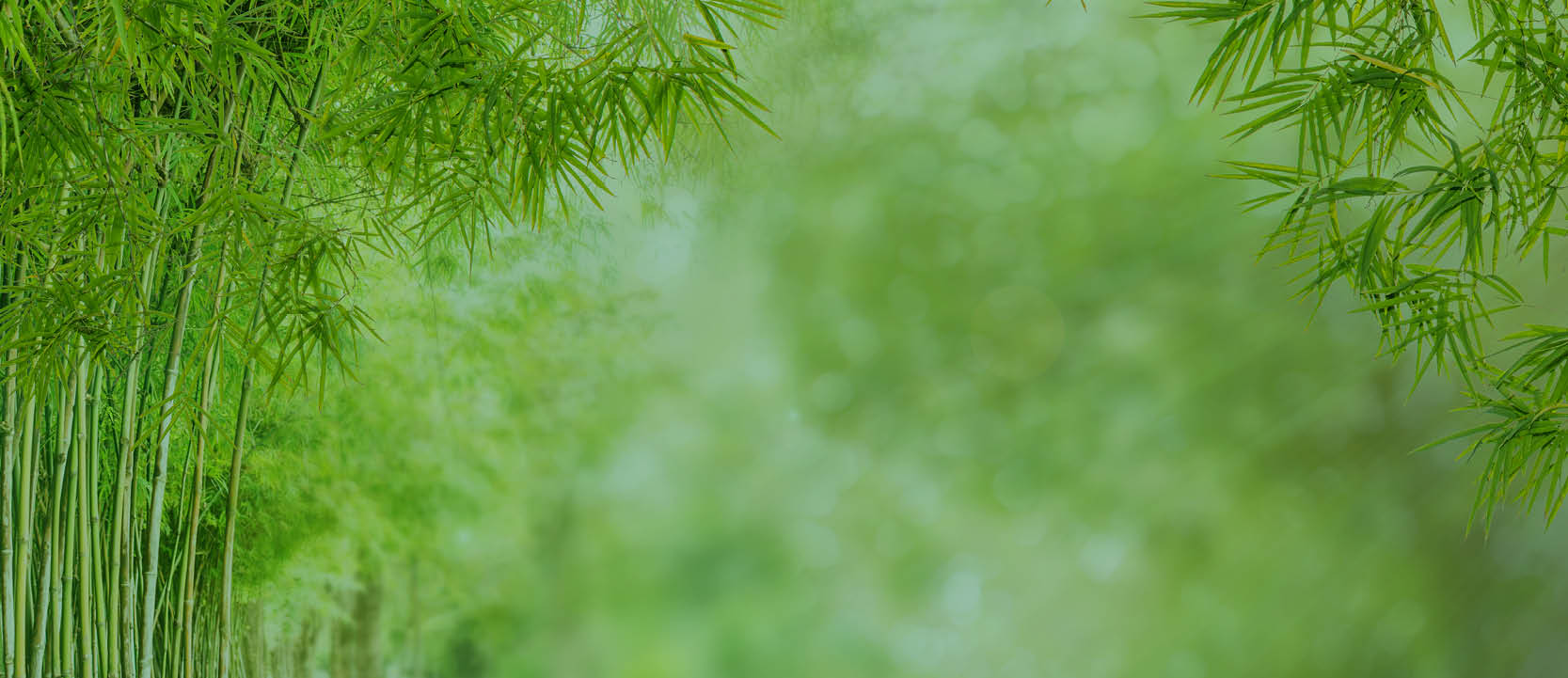 Green bamboo leaves with a blurred green background