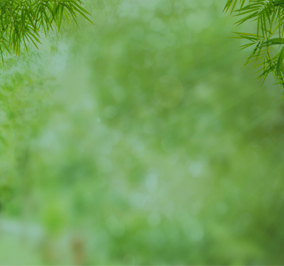 Blurred green background with bamboo leaves